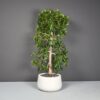 69117.16.MBW_.Set_.ShortHayden.wplant