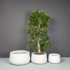 69117.MBW_.Set_.ShortHayden.wplants