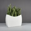 69370.48.MBW_.Seoul_.wplants