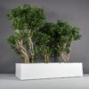 69381.100.MBW_.Selenge.wplants