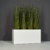 70150.48.MBW_.Granada.wplants